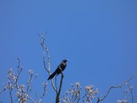 Common grackle at Headquarters (May 2020)