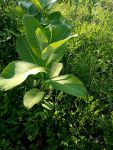 Common milkweed (May 2019)