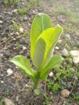 Common milkweed new growth (Apr 2019)