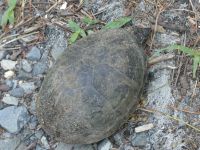 Common musk turtle female seeking nest site near Headquarters (Jul 2020)