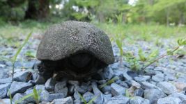 Common musk turtle near cabin (May 2019)