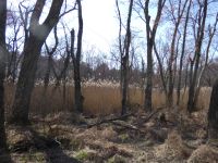 Common reed stand near Station 12 (Apr 2020)