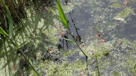 Common reed new growth, surrounded by duckweed in main pond (May 2019)