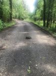 Common snapping turtle crossing Buck Road (our entrance lane) (Jun 2020)