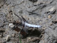 Common whitetail dragonfly male at Miller Pond (Jun 2020)