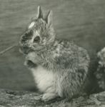 Baby cottontail rabbit, Unexpected Wildlife Refuge photo