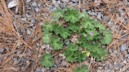 Cranesbill near cabin (Apr 2019)