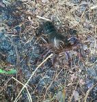 Crayfish away from water, Unexpected Wildlife Refuge photo