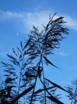 Reeds and crescent moon, Unexpected Wildlife Refuge photo