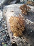 Crown-tipped coral fungus, Unexpected Wildlife Refuge photo