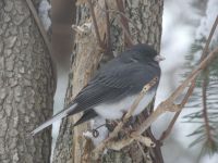 Dark-eyed junco in tree (Feb 2019)