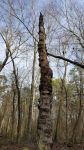 Dead pine, photo by Jeff Hrusko (Feb 2018)