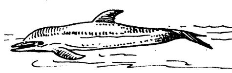 Drawing of dolphin by Hope Sawyer Buyukmihci, Refuge co-founder