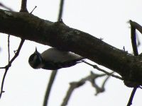 Downy woodpecker, Unexpected Wildlife Refuge photo