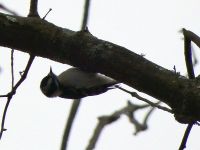 Downy woodpecker by swamp (Feb 2018)