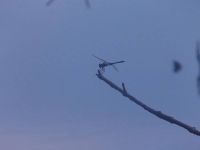 Dragonfly over Miller pond, Unexpected Wildlife Refuge photo