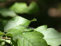Dragonfly on leaf (Jun 2018)