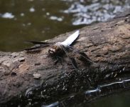 Dragonfly on log pad in main pond, photo by Leor Veleanu (Jun 2019)