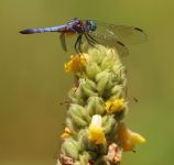 Dragonfly on great mullein, photo by Leor Veleanu (Jun 2019)