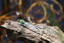 Dragonfly on log, photo by Leor Veleanu (Jun 2019)