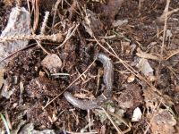 Dusky salamander near Miller House, old tail injury (Apr 2020)
