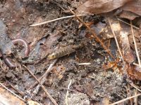 Earthworm and large rove beetle near Headquarters (May 2020)