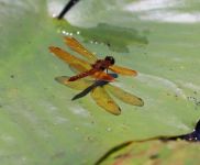 Eastern amberwing dragonfly on lily pad in main pond, photo by Leor Veleanu (Jun 2019)