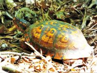 Eastern box turtle (Jun 2018)