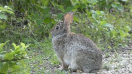 Eastern cottontail rabbit near cabin (May 2019)