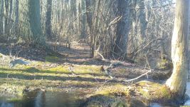 Eastern gray squirrel near Bluebird Trail, via trail camera (Feb 2020)