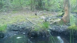 Eastern gray squirrel series near Wild Goose Blind, 1, trail camera photos (Jun 2020)
