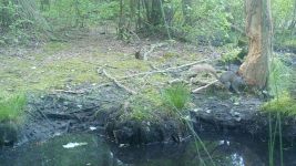 Eastern gray squirrel series near Wild Goose Blind, 2, trail camera photos (Jun 2020)