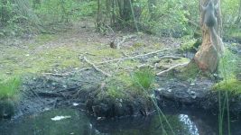 Eastern gray squirrel series near Wild Goose Blind, 3, trail camera photos (Jun 2020)