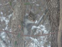 Eastern gray squirrel in the snow (Feb 2019)