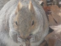 Eastern gray squirrel foraging (Feb 2019)