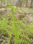 Eastern hayscented fern in woods south of Station 2 (Apri 2019)