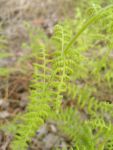 Eastern hayscented fern in woods south of Station 2 (Apri 2019)