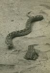 Eastern hog-nosed snake and toad, photo by Al Francesconi (Aug 1964)