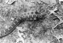 Eastern hog-nosed snake, photo by Hope Sawyer Buyukmihci (1984)