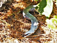 Eastern hog-nosed snake 'dead', Unexpected Wildlife Refuge photo