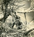 Eastern kingbird babies in nest (1966)