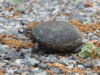 Eastern mud turtle 1 nesting near Headquarters (Jun 2020)