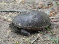 Eastern mud turtle 3 nesting near Headquarters (Jun 2020)