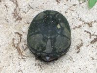 Eastern mud turtle approaching headquarters entrance, by Dave Sauder (May 2018)