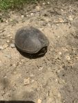 Eastern mud turtle