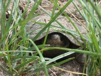 Eastern mud turtle laying eggs near Headquarters, 2 (Jun 2020)