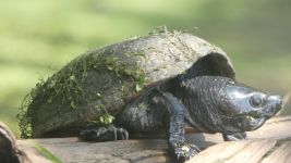 Eastern mud turtle in main pond (Jul 2019)