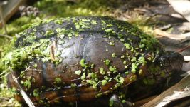 Eastern mud turtle on main pond dike (Apr 2019)