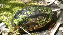Eastern mud turtle on main pond dike (Apr 2019)