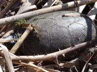 Eastern mud turtle on main pond dike (Mar 2020)